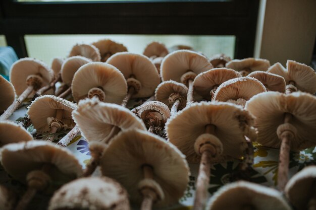 Foto prossimo piano dei funghi