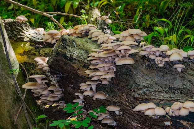 Foto prossimo piano dei funghi