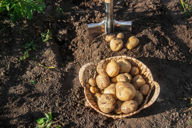 Foto prossimo piano dei funghi