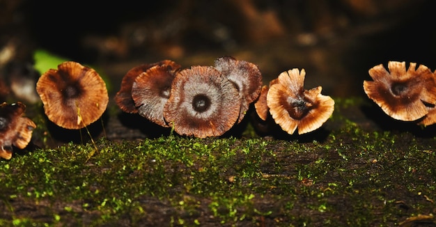 Foto prossimo piano dei funghi