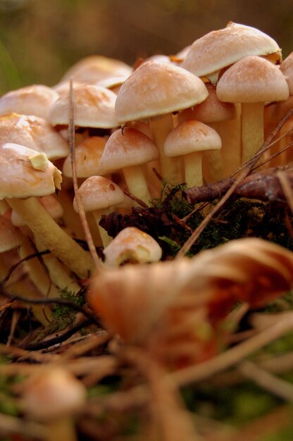 Photo close-up of mushrooms