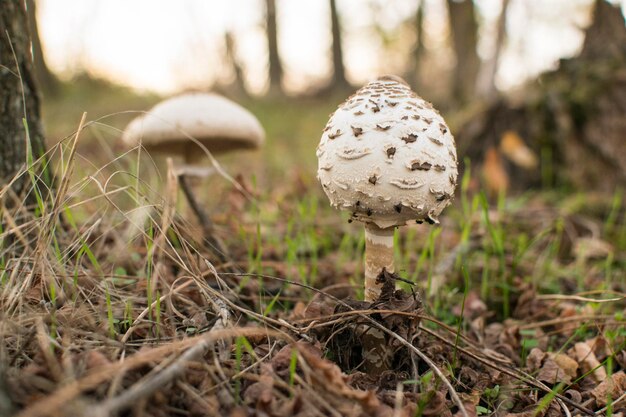 Photo close-up of mushrooms