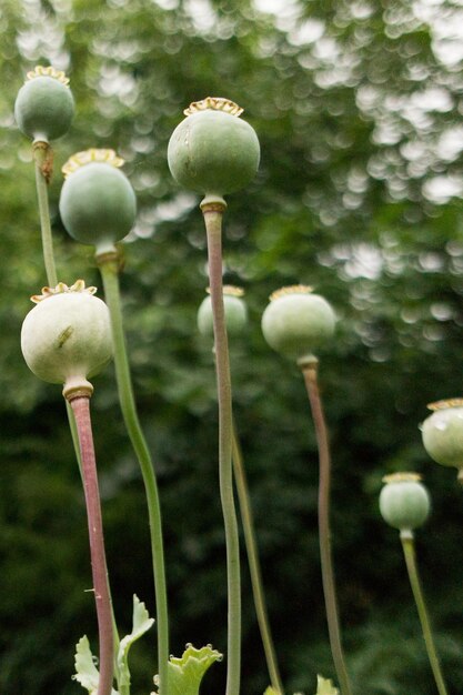 Photo close-up of mushrooms