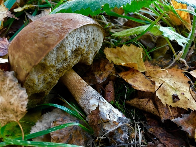 Close-up of mushrooms