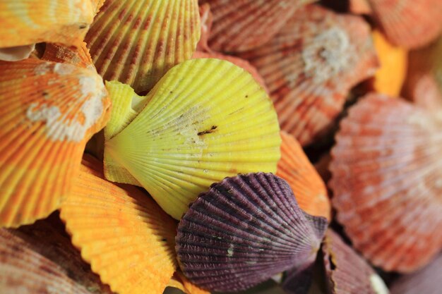 Close-up of mushrooms