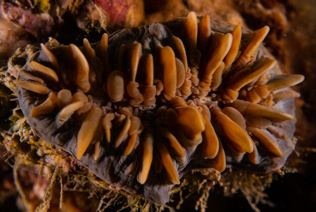 Photo close-up of mushrooms