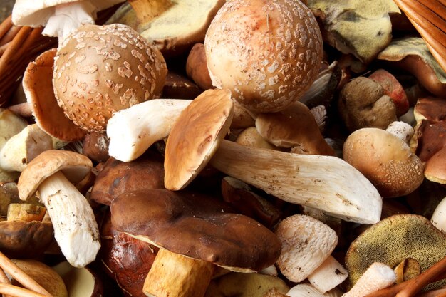 Photo close-up of mushrooms