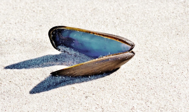 Close up of a mussel shell on the beach