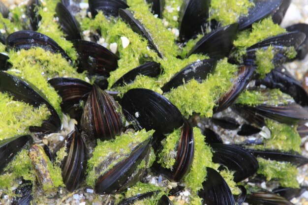 Foto prossimo piano di cozze e muschi