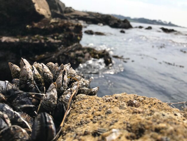 Close-up of mussels on rock on beach