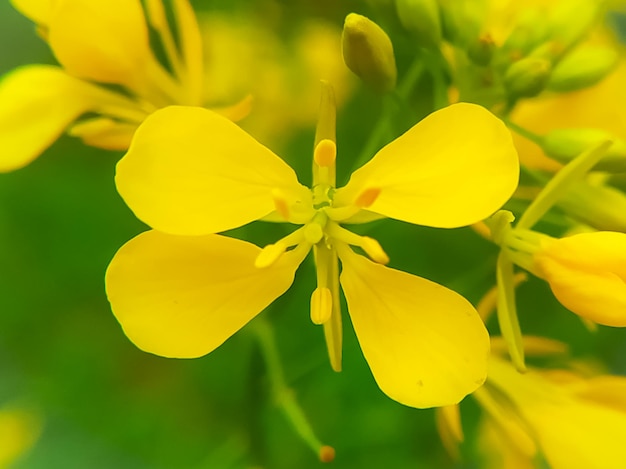 Close up of a mustard flower facing the sunlight