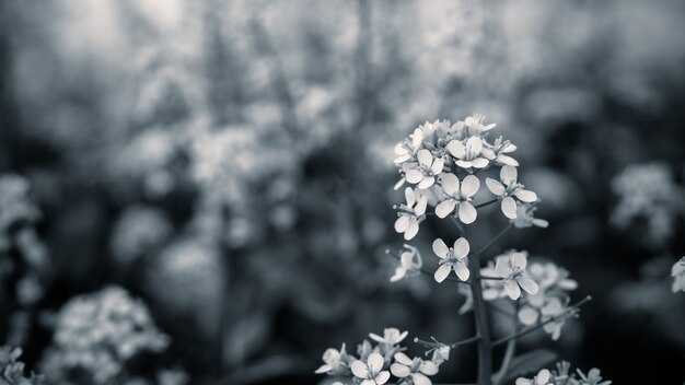 Close up mustard flower with black and white color.