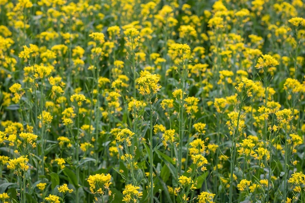 Close up mustard flowers in the agricultural field