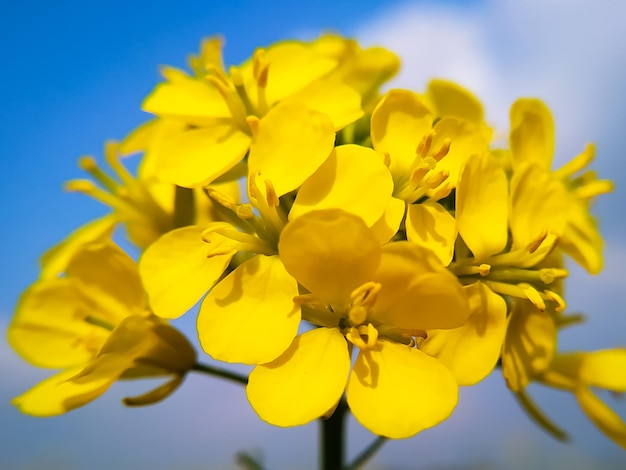 Close up of Mustard Flowers on the sky