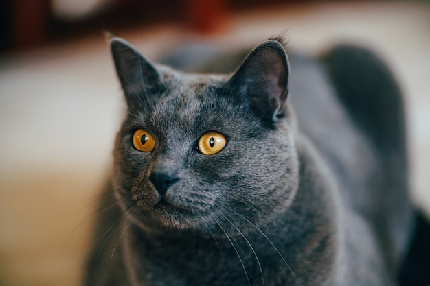 純血種のブリティッシュショートヘアの猫の銃口のクローズアップ