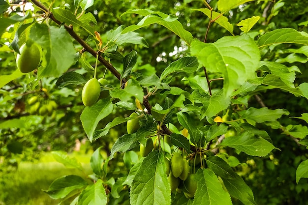 Close up of myrobalan plum green on a harvest tree