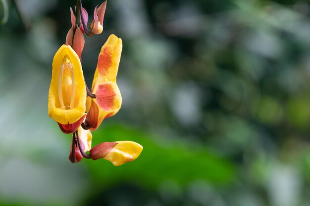 Photo close up of a mysore trumpetvine flower in bloom