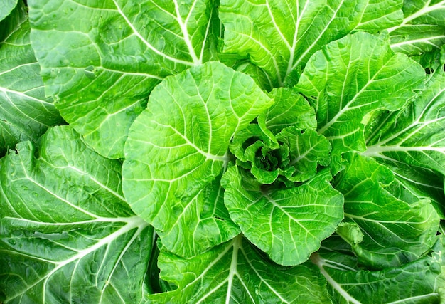 Photo close up napa cabbage green leaves