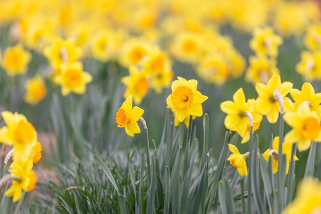 Close up of narcissus flowers blooming in a garden flowering concept