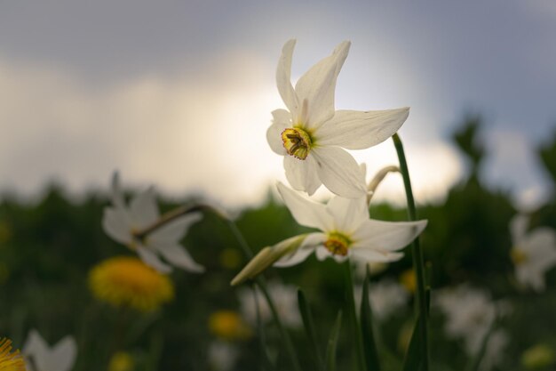 Close up of narcissus on meadow covered with flowers