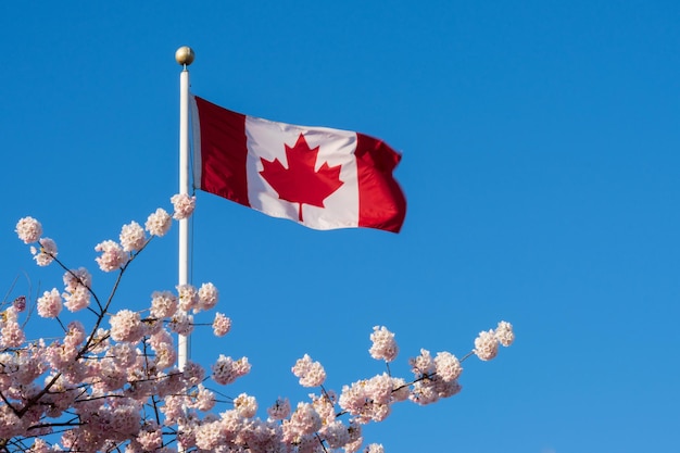 close up national flag of canada and cherry blossoms in full bloom