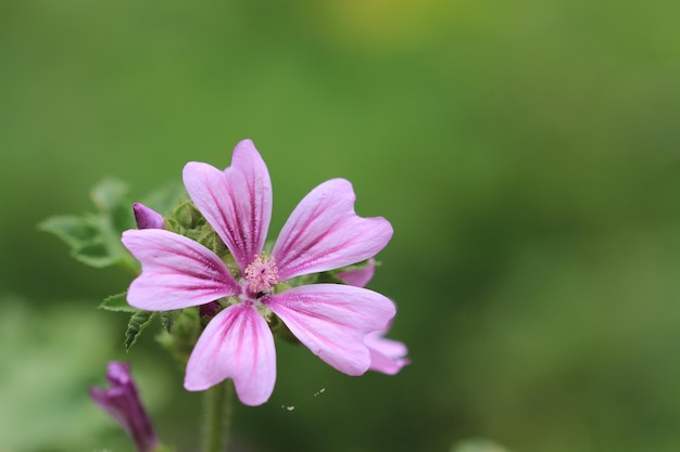 緑の背景を持つ自然の花のクローズ アップ。