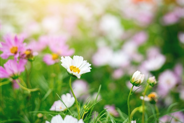 自然の花の背景を閉じます