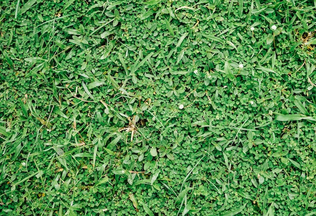 Close up of natural green grass