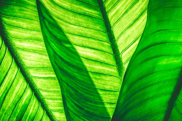 Закройте фоне естественных зеленых листьев, текстура тропических листьев.
