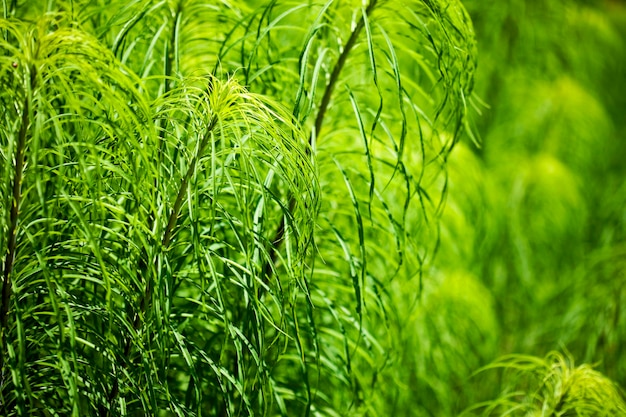 Close up of natural plants