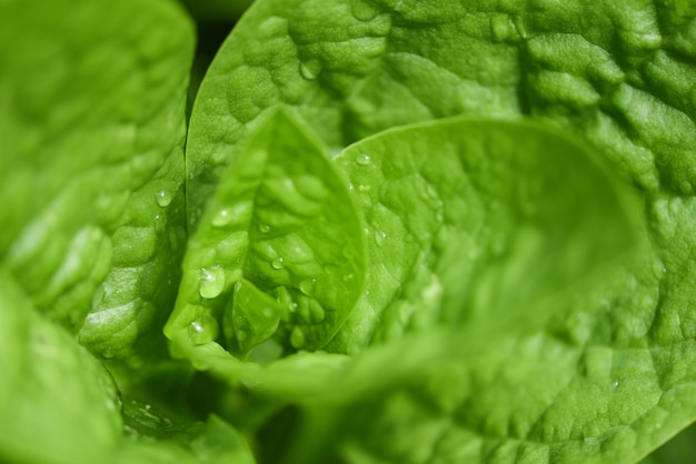 Photo close up of nature green leaves in the garden with soft focus and blur dew drops on leaf tree in the morning