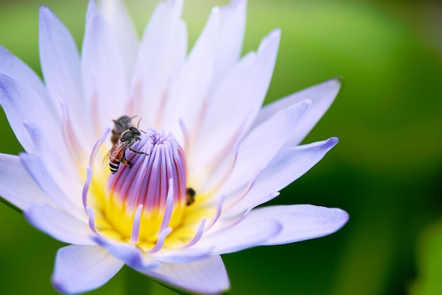 写真 自然の蓮の花とミツバチを閉じます。