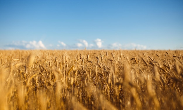 Close up nature photo Idea of a rich harvest Amazing backdrop of ripening ears of yellow wheat field