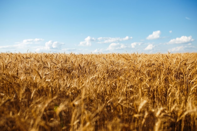 Close up nature photo Idea of rich harvest Amazing backdrop of ripening ears of yellow wheat field