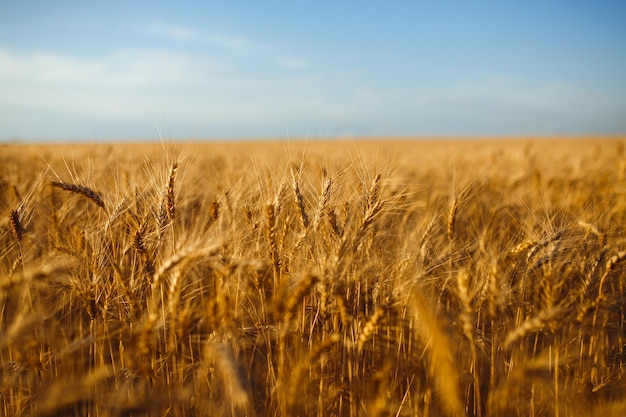 Close up nature photo Idea of rich harvest Amazing backdrop of ripening ears of yellow wheat field