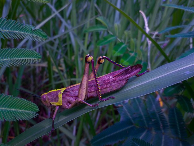 Photo close up nature view of grasshopper on the green leaf backgroundnature concepttropical leaf