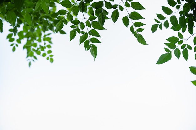 Close up of nature view green cork tree leaf on white clear sky background under sunlight and copy space