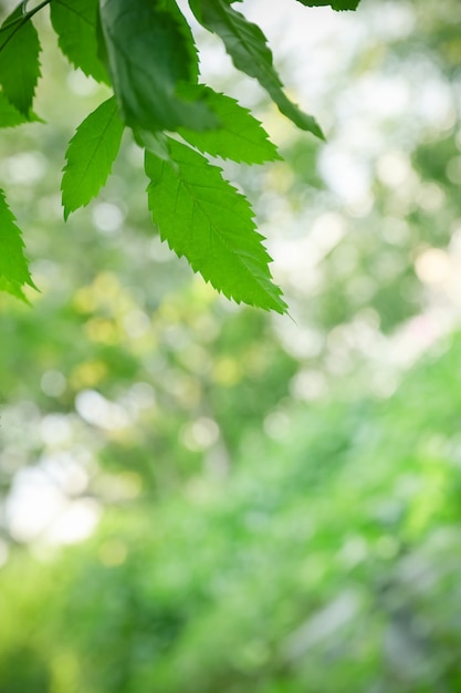 Bokeh와 복사 공간 배경 자연 식물 풍경 햇빛 아래 흐리게 녹지 배경에 자연보기 녹색 잎의 닫습니다,