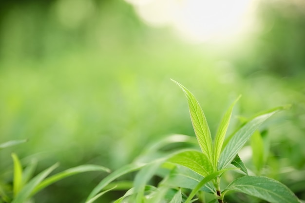 Close up of nature view green leaf on blurred greenery background under sunlight with bokeh and copy space background natural plants landscape, 