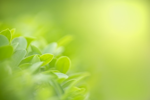 Close up of nature view green leaf on blurred greenery background under sunlight with bokeh and copy space using as background natural plants landscape