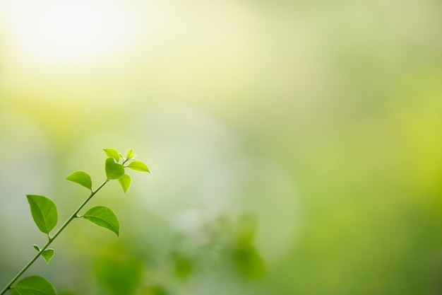 Bokeh와 햇빛 아래 흐리게 녹지 배경에 자연보기 녹색 잎의 닫고 배경 자연 식물 풍경으로 사용하여 복사 공간