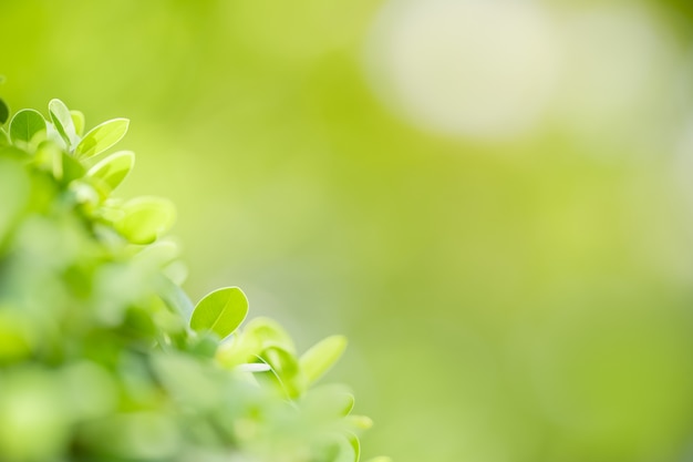 Bokeh와 햇빛 아래 흐리게 녹지 배경에 자연보기 녹색 잎의 닫고 배경 자연 식물 풍경으로 사용하여 복사 공간