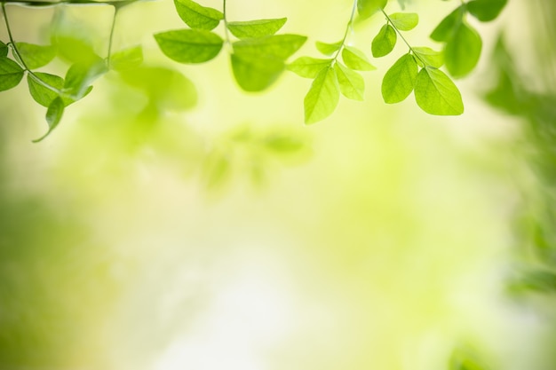 Закройте вверх взгляда природы зеленого лист на запачканной предпосылке растительности под солнечным светом с космосом bokeh и экземпляра используя как ландшафт естественных растений предпосылки