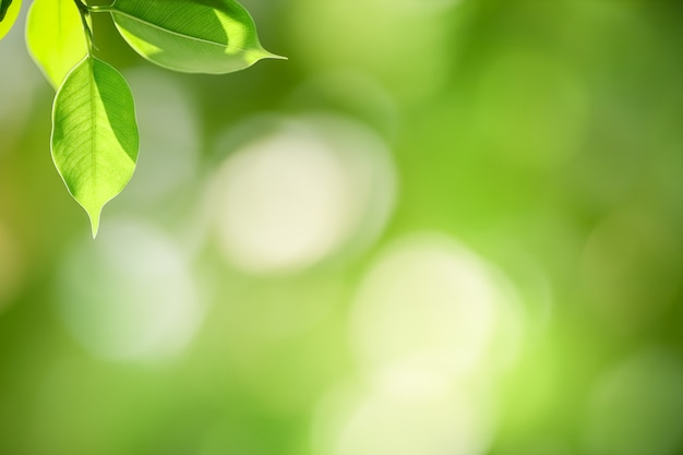 Close up of nature view green leaf on blurred greenery background under sunlight