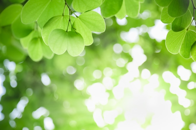 Close up of nature view green leaf on blurred greenery