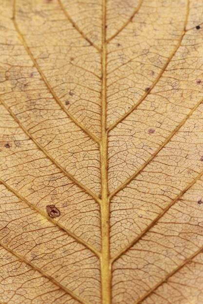 close-up natuur bruin verlof