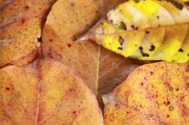 close-up natuur bruine en gele bladeren