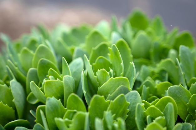 close-up natuur uitzicht op groen blad Uitzicht op groene bladeren textuur achtergrond Selectieve aandacht