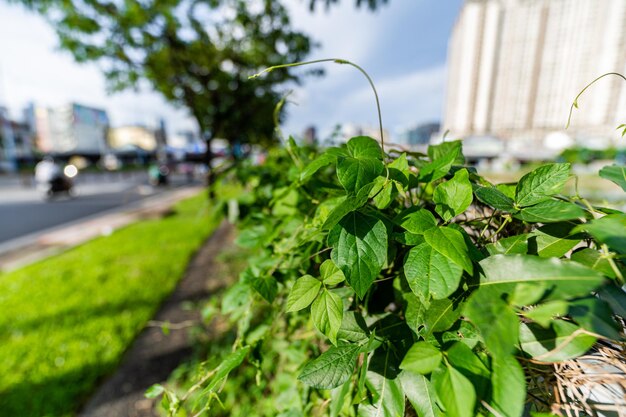Close-up natuur weergave van groen blad op onscherpe donkergroene achtergrond in de stad met kopieerruimte met gebruik als achtergrond natuurlijke groene planten landschap ecologie vers behang concept