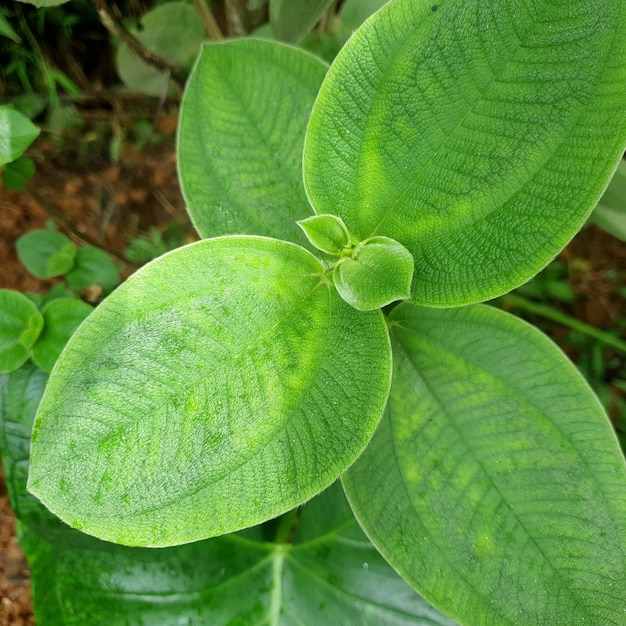 Close-up natuur weergave van groene blad backgroundNature concepttropical leaf